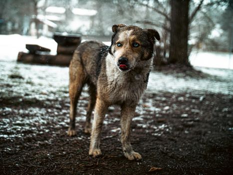 Brown and White Short Coated Dog on Gray Dirt Road