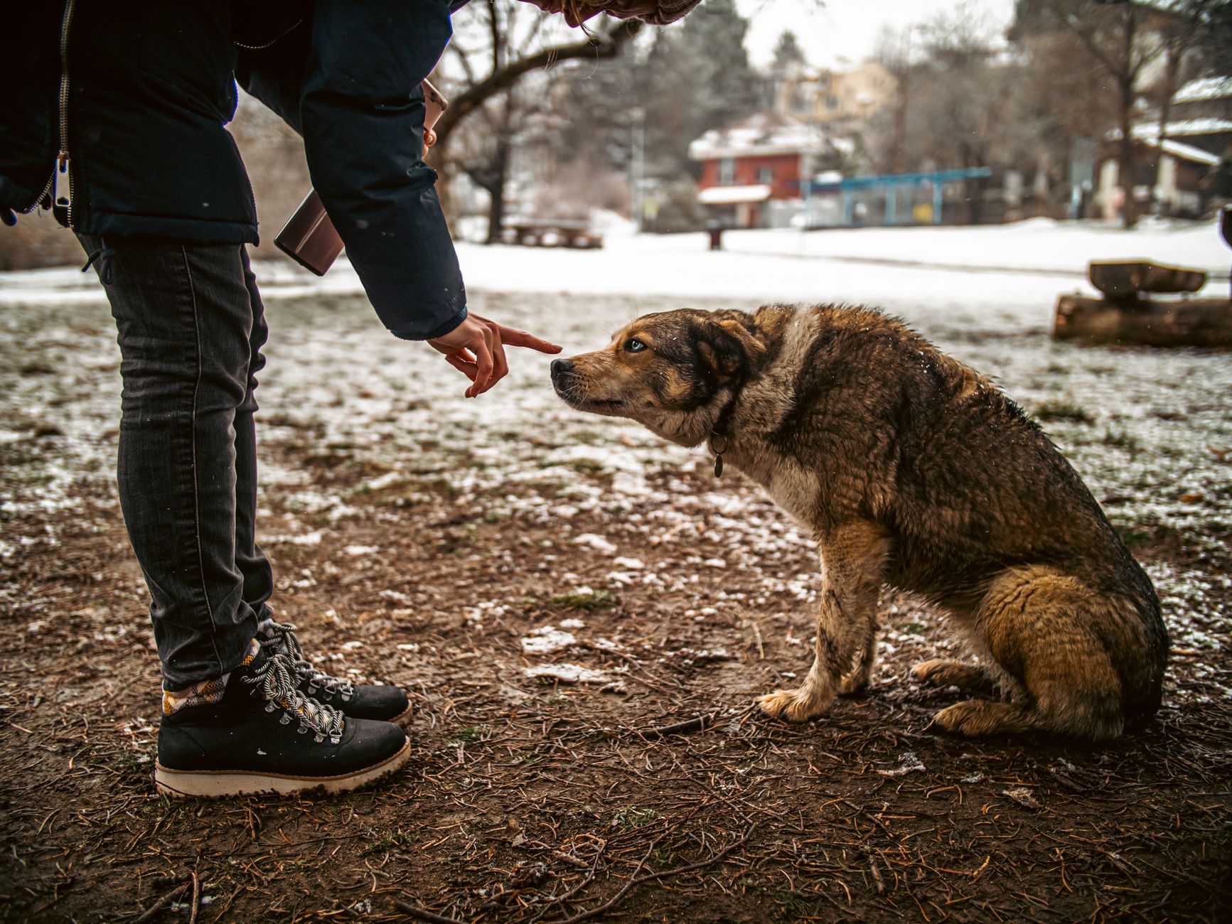 PetSnowy Review: The Behavioral Science Behind the Viral Dog Grooming Vacuum