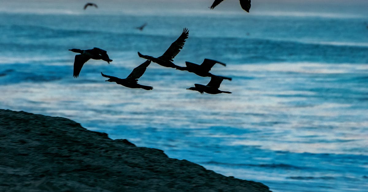 How much are birds for sale