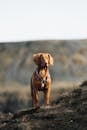 Cute Red Hunting Dog Standing in Field and Looking with Vigilance