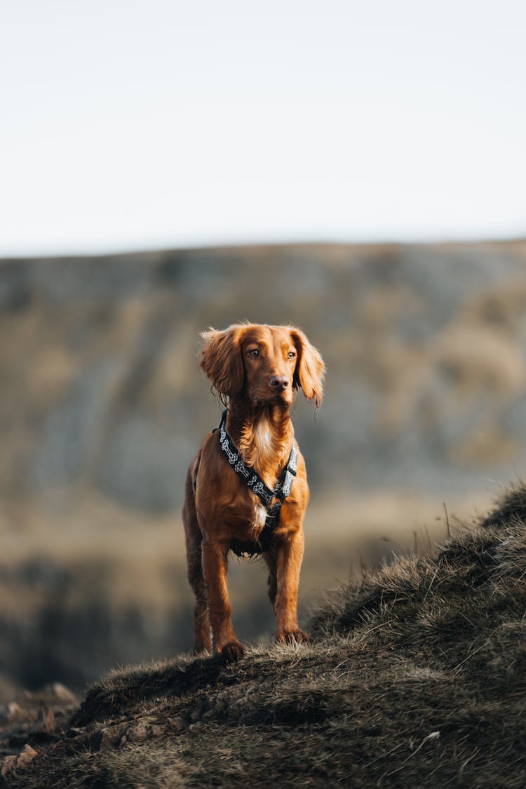 Cute Red Hunting Dog Standing In Field And Looking With Vigilance