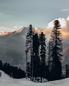 Scenic winter mountain landscape with snow and pine trees at dawn.