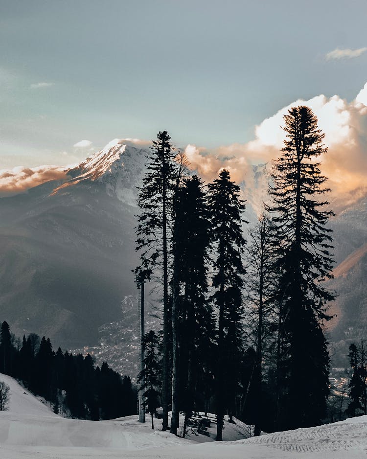 Green Trees Near Snow Covered Mountain