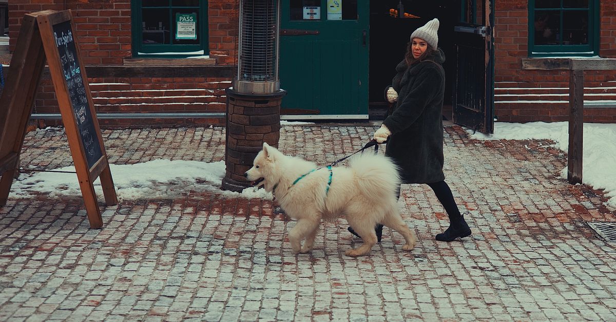 The Ultimate Toronto Summer Safety Checklist for Dog Owners