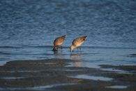 marbled godwits