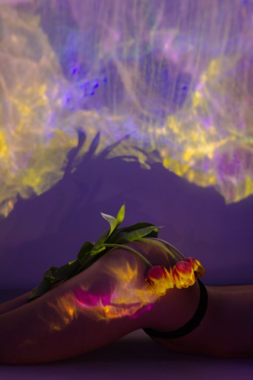 คลังภาพถ่ายฟรี ของ ก้น, ดอกทิวลิป, ดอกไม้