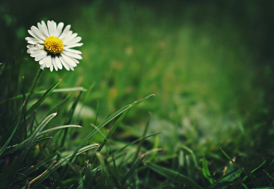 Free stock photo of daisies, daisy, floral