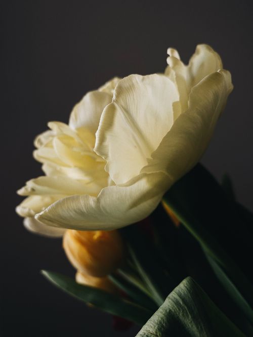 Free A close-up of delicate yellow tulips showcasing their vibrant petals and lush green leaves. Stock Photo
