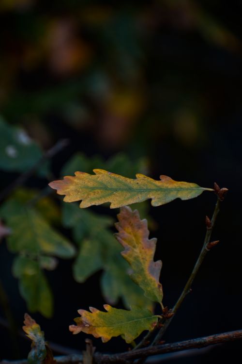 Free Detailed view of oak leaves with autumn colors, highlighting Quercus cerris in selective focus. Stock Photo