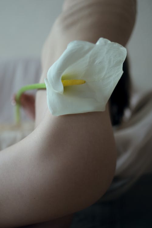 Gratis Fotos de stock gratuitas de calla lily, cuerpo, de cerca Foto de stock