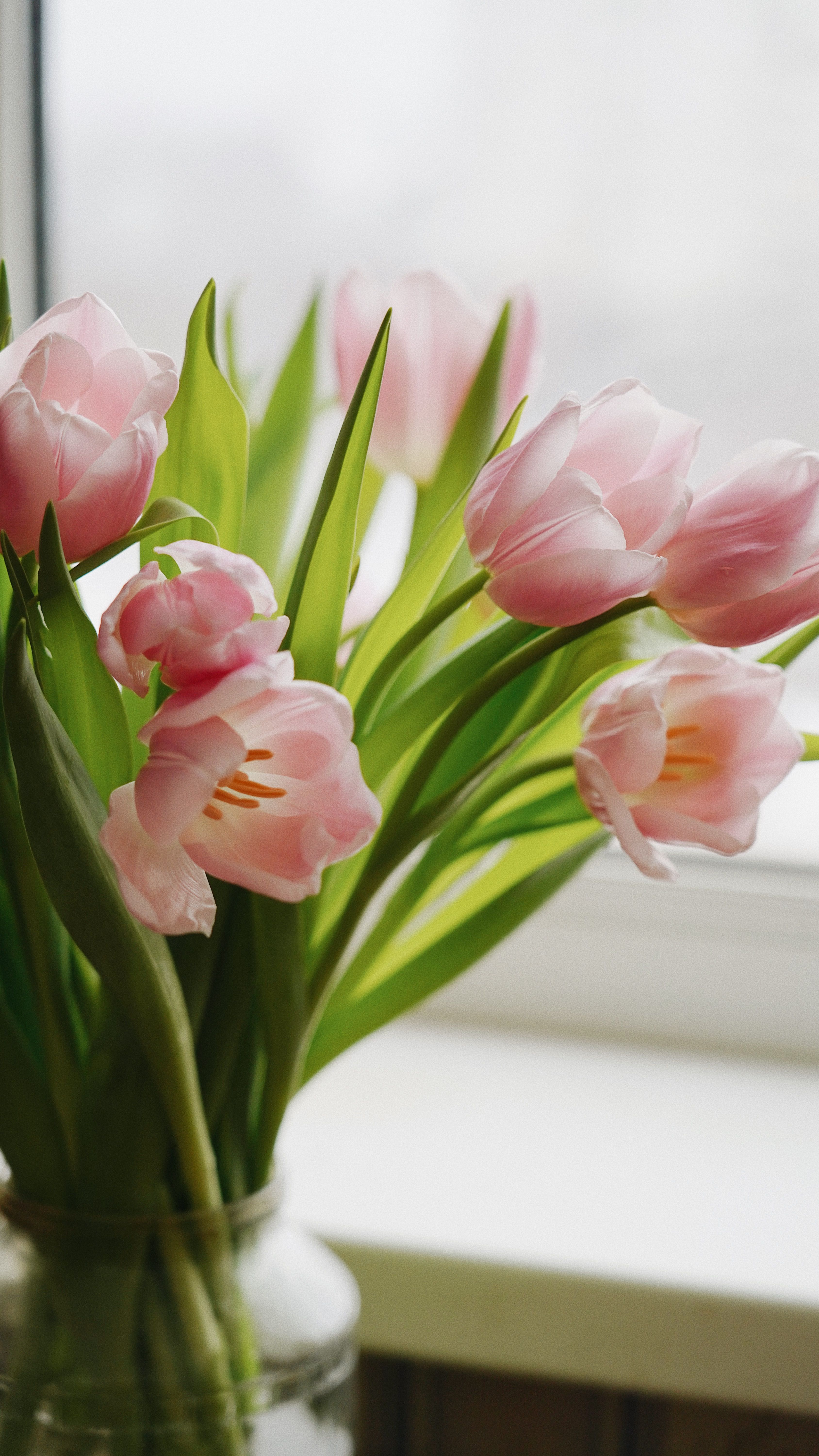 A serene arrangement of light pink tulips in a glass vase by a window, showcasing natural beauty.