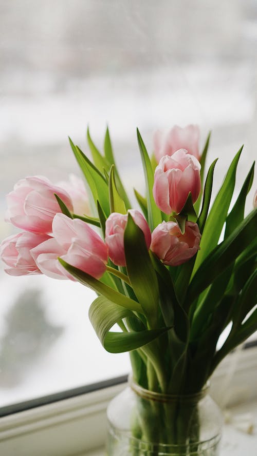 Bunch of Light Pink Tulips 