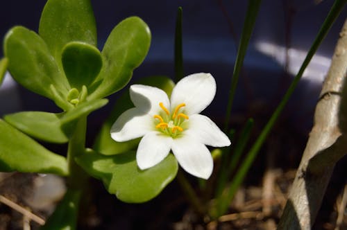 бесплатная Зеленое суккулентное растение с белым цветком Стоковое фото