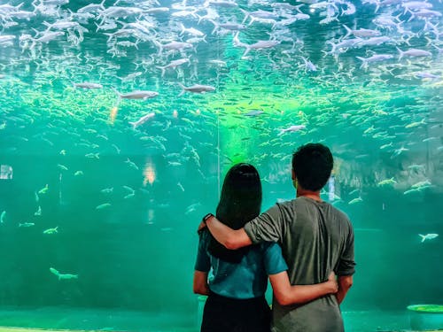 Free stock photo of aquarium, couple, love Stock Photo