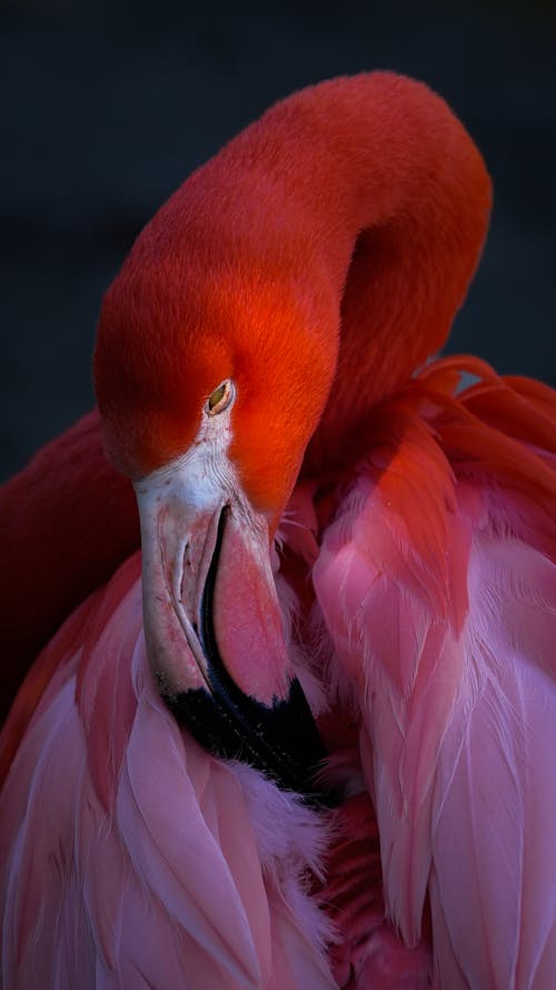 Pink Flamingo in Close-up Photography