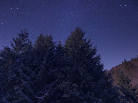 Kosmisches Wald & Himmel – Bezaubernde Weltraum-Wallpaper