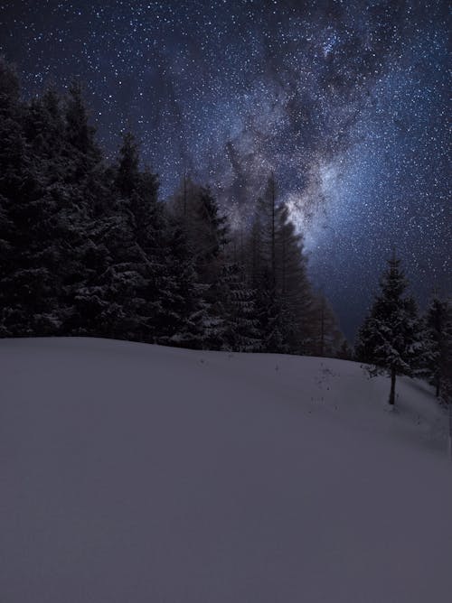 Free Galaxy in the Sky above the Trees in the Snow Stock Photo