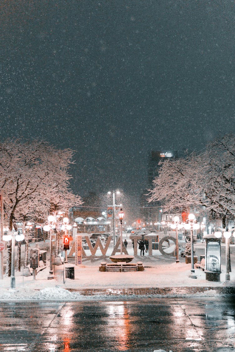 Snow Covered Trees In The City