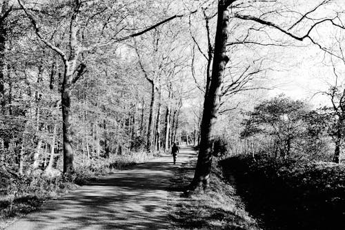 森林, 樹木, 黑與白 的 免费素材图片