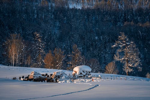 Photos gratuites de arbres, ferme, fond d'écran