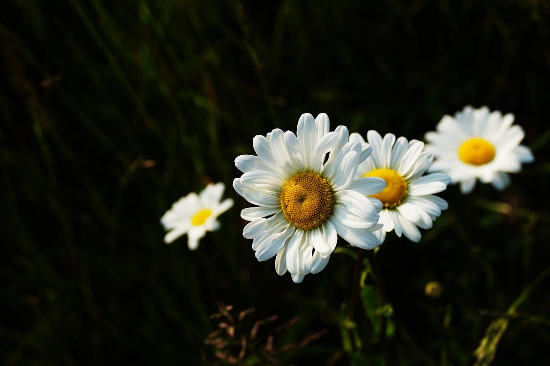 Four White Daisy Flowers