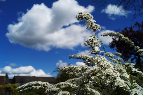 Gratis lagerfoto af blå himmel, blomster, dagslys