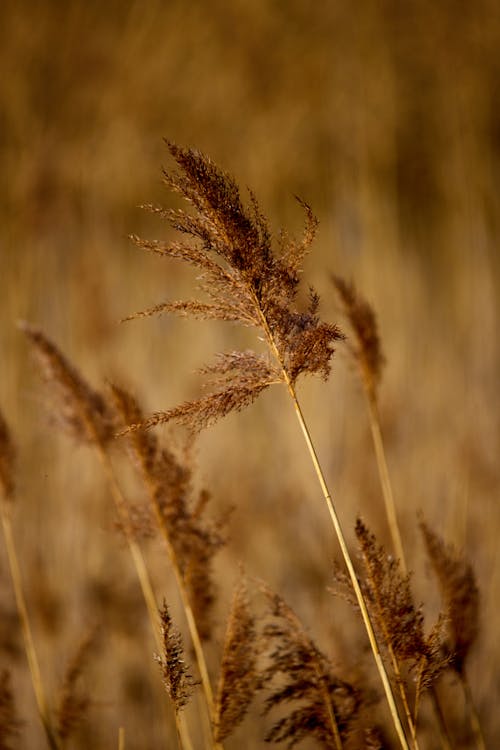 Foto d'estoc gratuïta de fons, fons de pantalla, herba