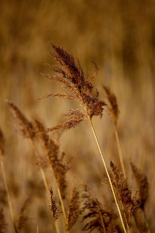 Free Detailed view of brown grass stems in a serene field setting. Stock Photo