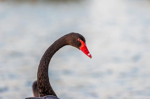 Ilmainen kuvapankkikuva tunnisteilla lähikuva, lintujen valokuvaus, musta joutsen