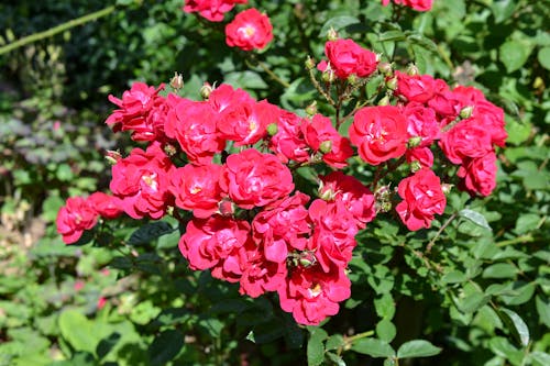 Free stock photo of flower, garden, petals