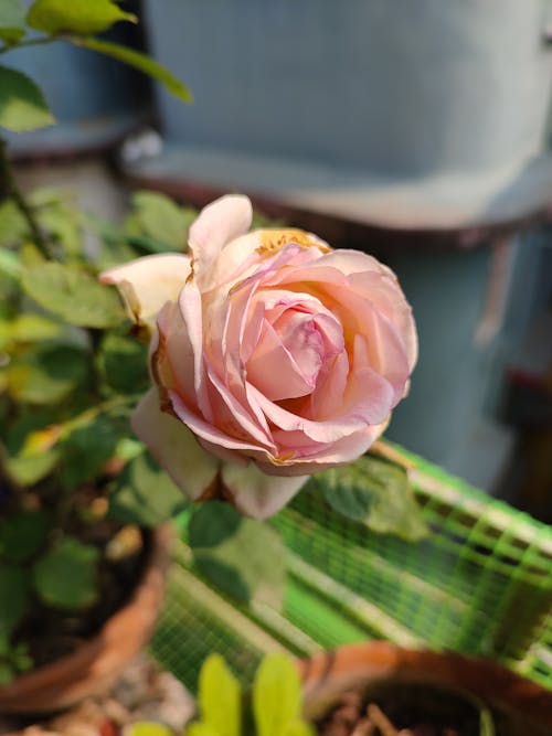 Foto profissional grátis de broto, flor desabrochando, flor rosa