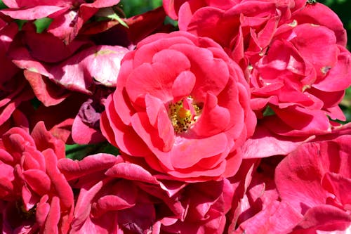 Free stock photo of flowers, nature, petals