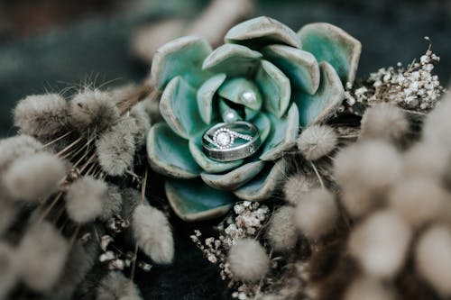 Diamond Ring on a Succulent Plant