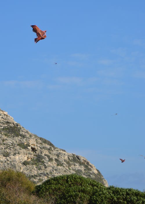 eagle kite flying in blue sky