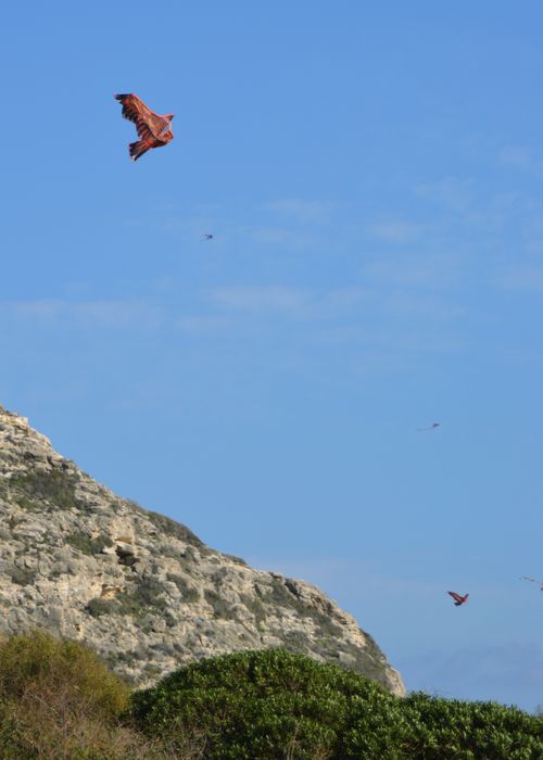 Free eagle kite flying in blue sky Stock Photo
