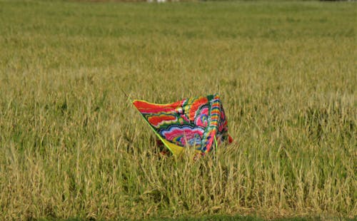 kite crashed  down in green field