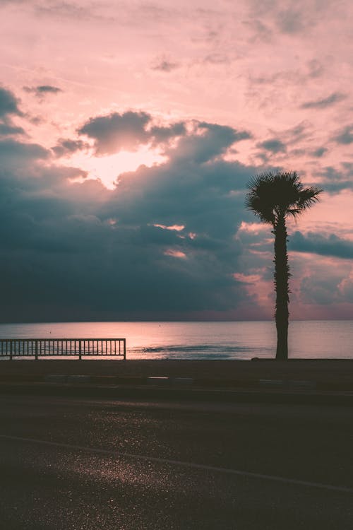 Palm Tree Silhouette near Sea on Sunset