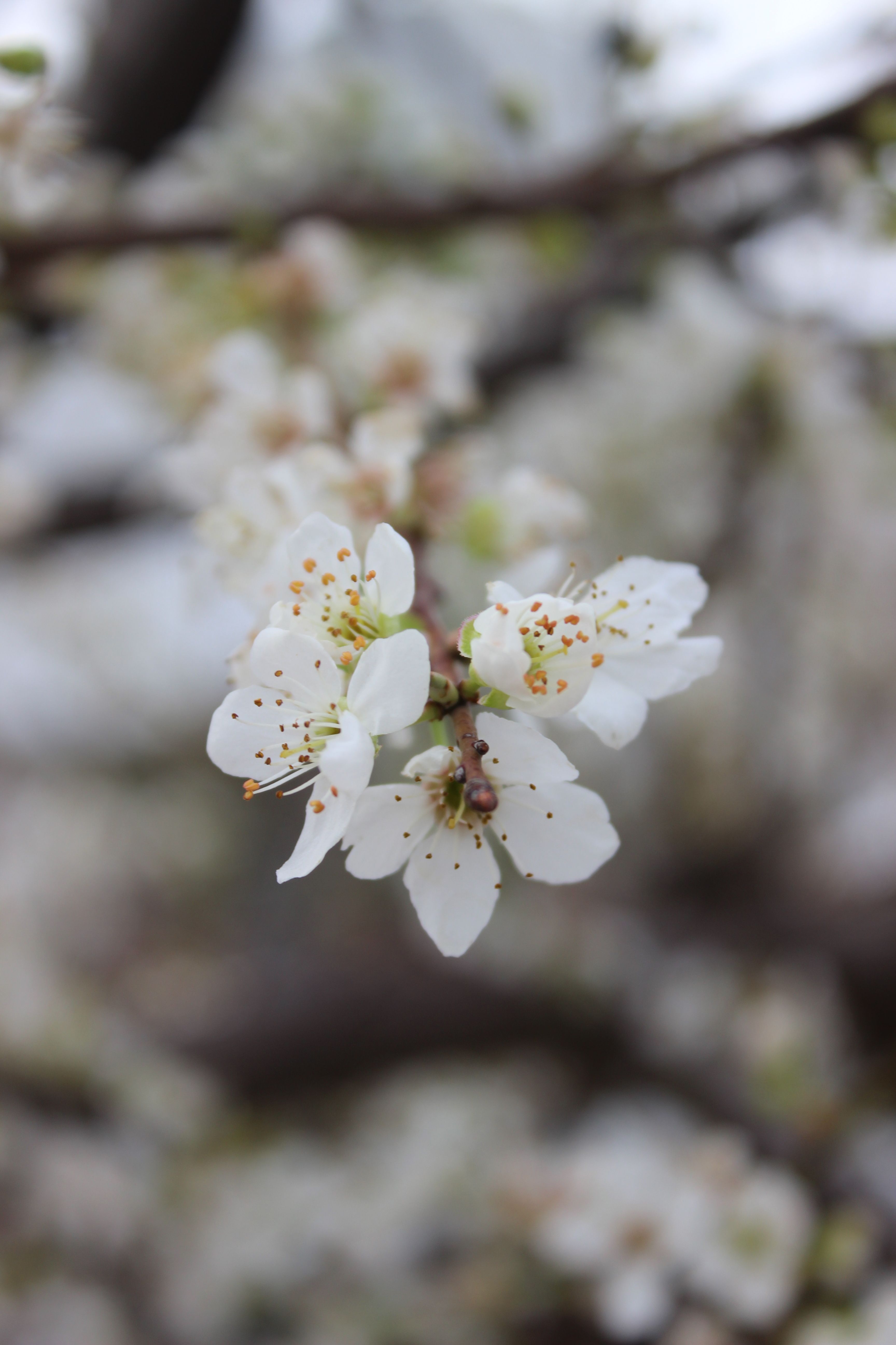 White Flowers in Close Up Photography · Free Stock Photo