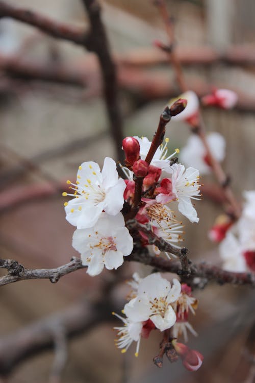 White Flowers in Close Up Photography