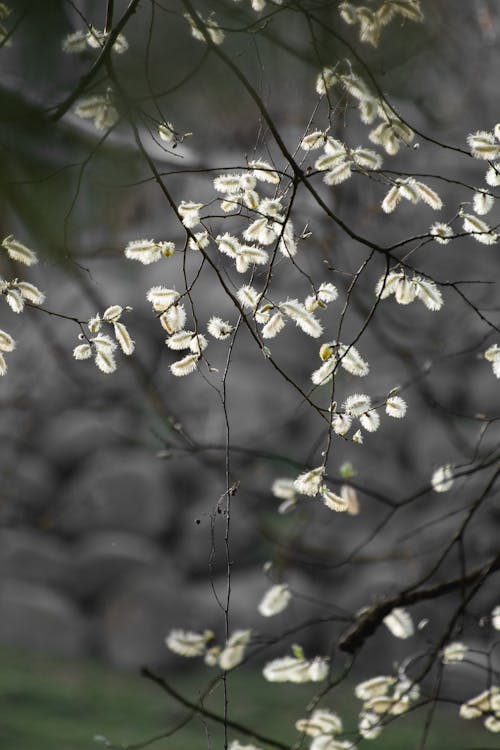 Close-up of Blooming Willow Branches 