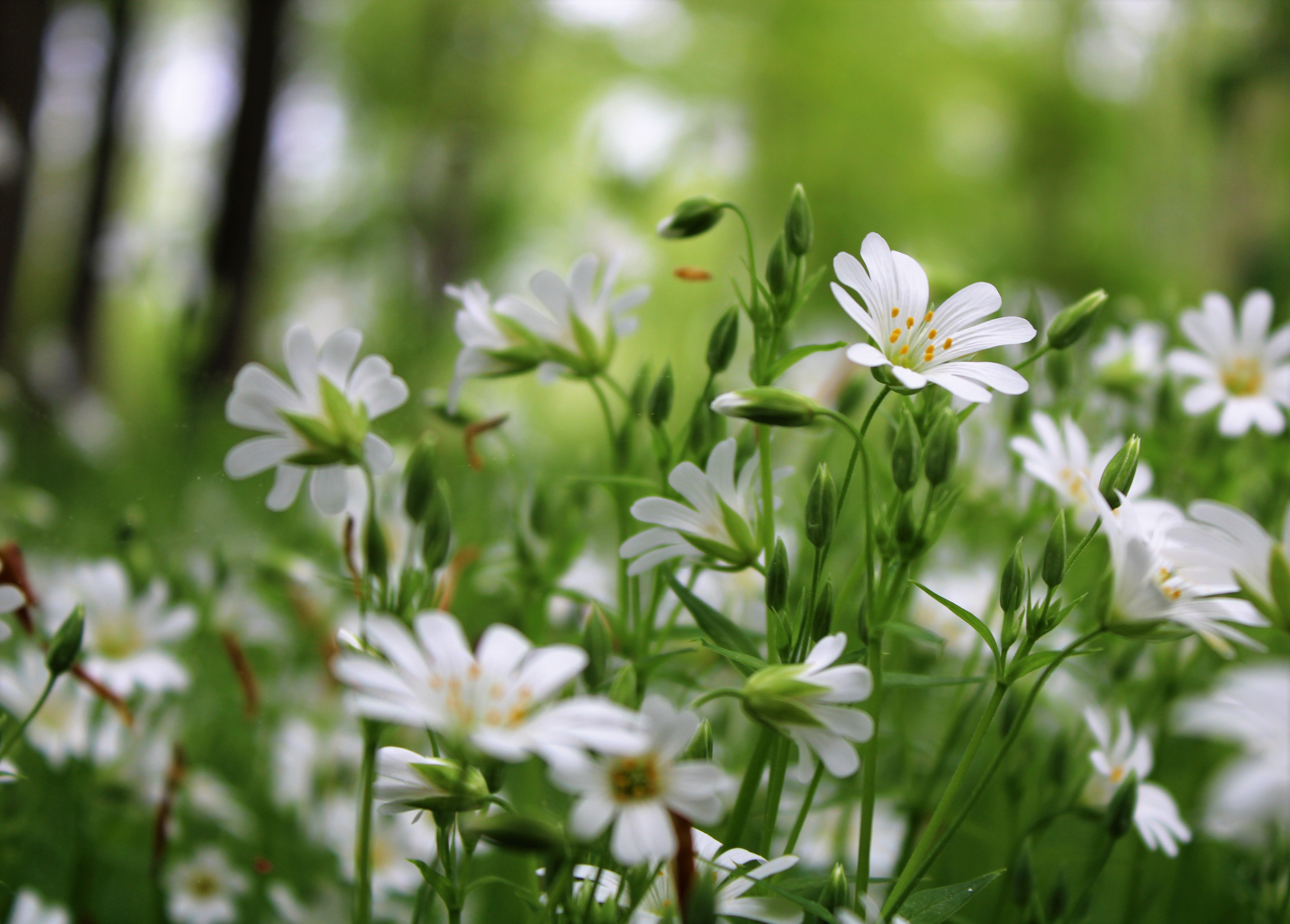 White Flowers in Bloom · Free Stock Photo
