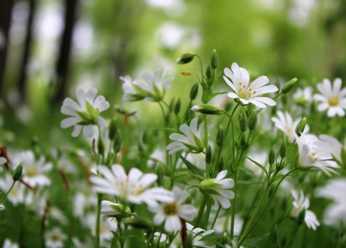 Free Close-up of white flowers blooming amidst lush greenery in a tranquil spring setting. Stock Photo