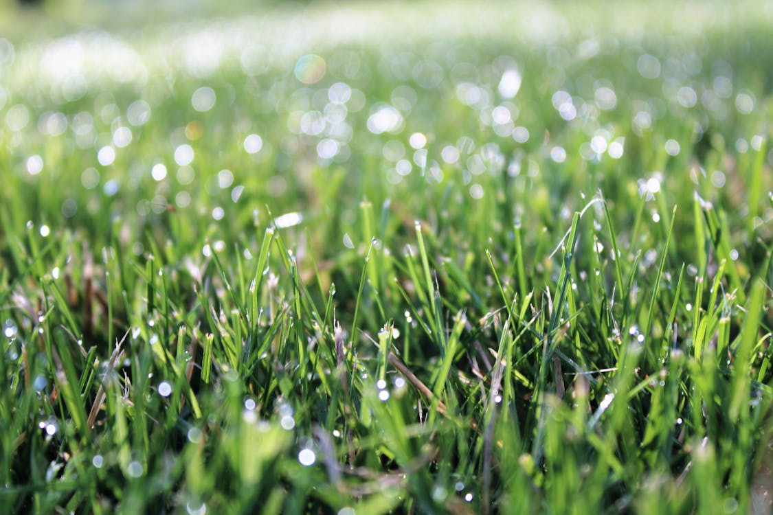 Close-up of Dew on Grass in Field