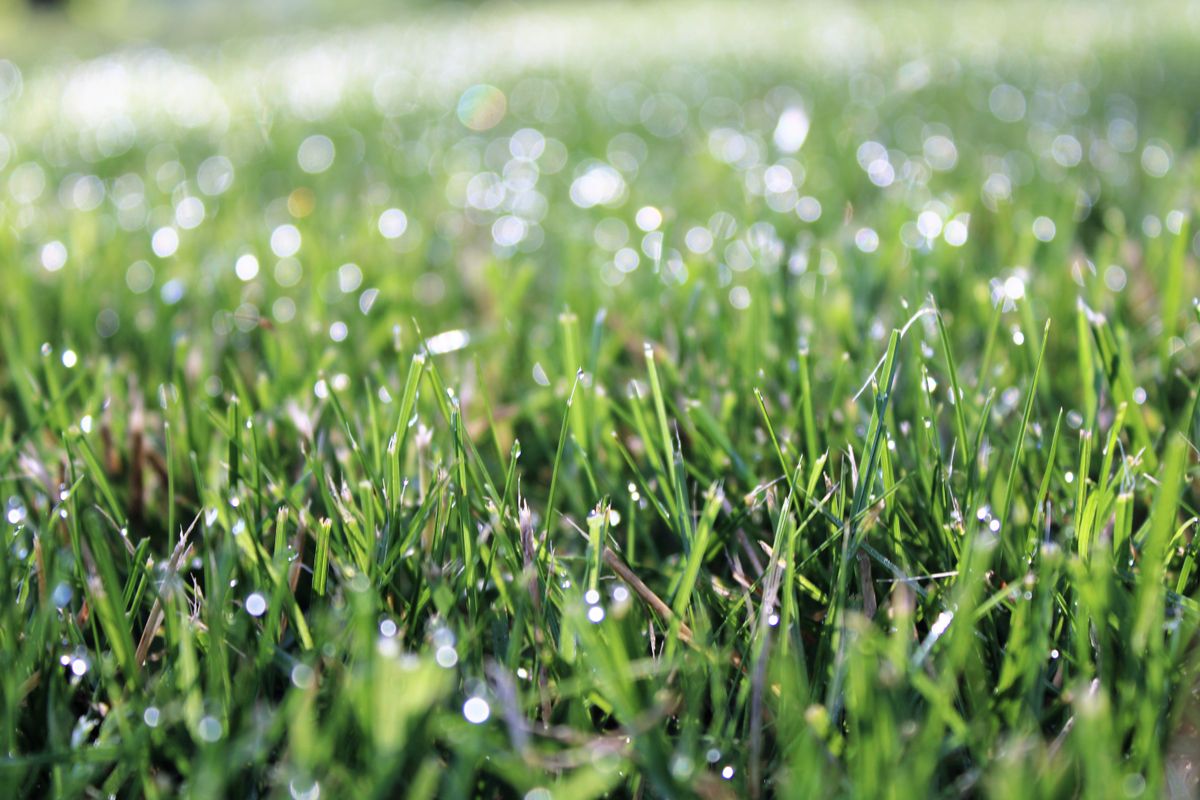 A detailed view of dew-covered grass in a meadow during dawn, highlighting the freshness of early morning.