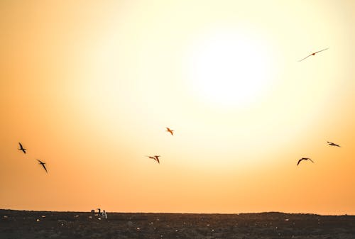 Birds Flying over Sand