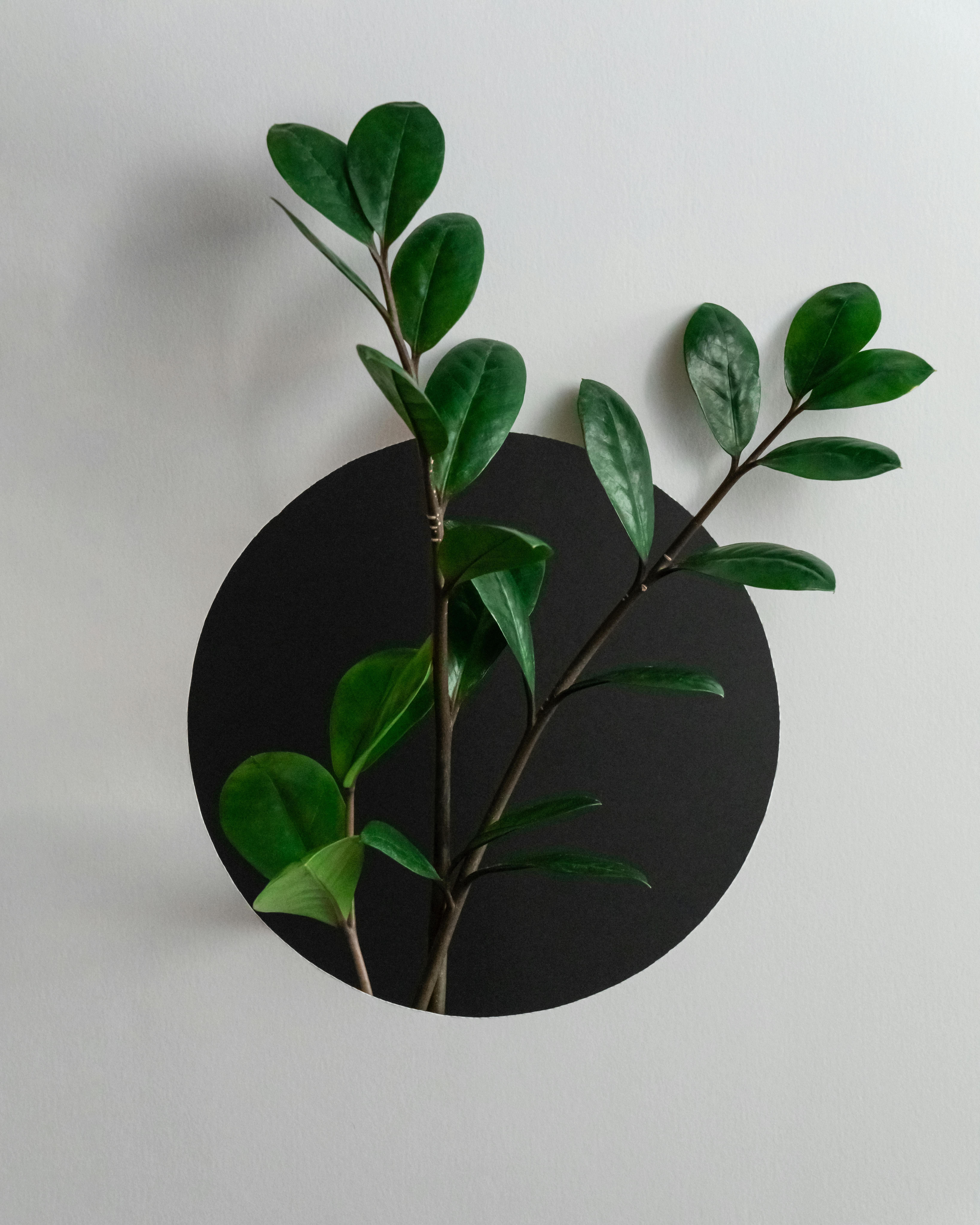 A creative plant arrangement with leaves and stems emerging through a circular cutout on a plain wall.