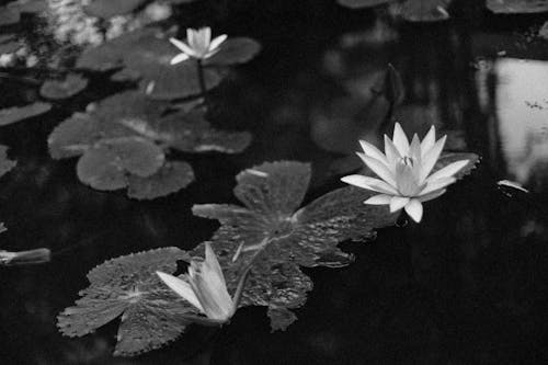 Grayscale Photo of Water Lilies