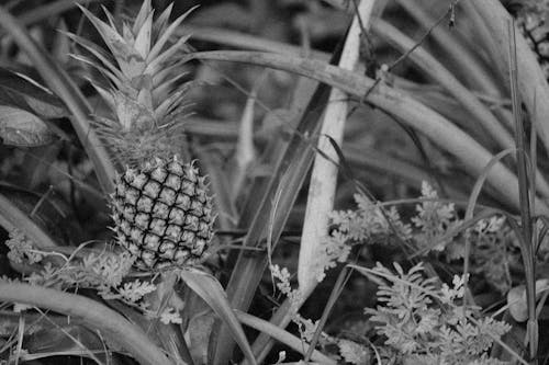 Kostnadsfria Kostnadsfri bild av ananas, gråskale, mat Stock foto