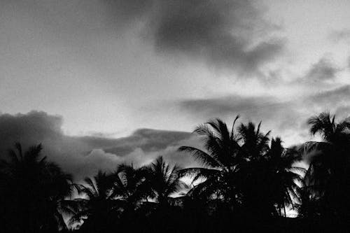 Silhouette Palm Trees Under Gray Sky