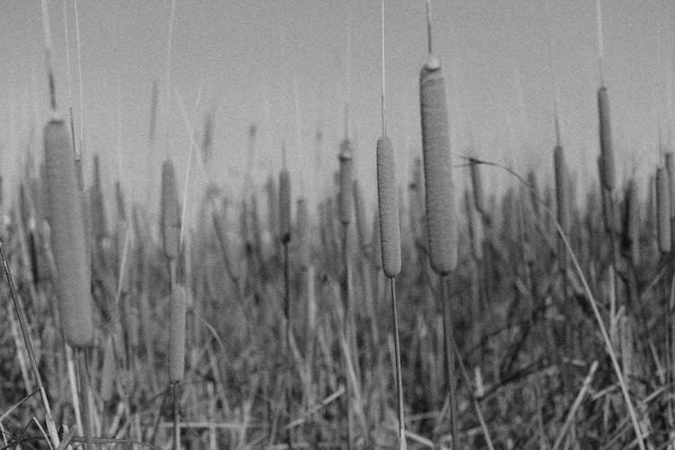 Grayscale Photo Of Cattail Grass